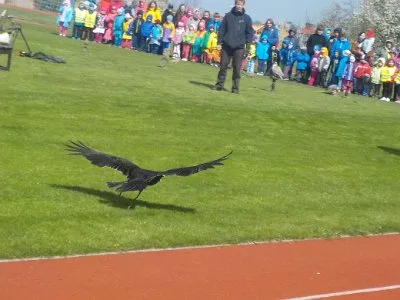 ZAYFERUS - Výcvik dravců, 26. 5. 2016