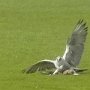 ZAYFERUS - Výcvik dravců, 26. 5. 2016
