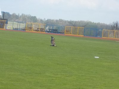 ZAYFERUS - Výcvik dravců, 26. 5. 2016