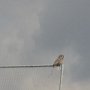ZAYFERUS - Výcvik dravců, 26. 5. 2016