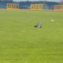 ZAYFERUS - Výcvik dravců, 26. 5. 2016