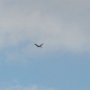 ZAYFERUS - Výcvik dravců, 26. 5. 2016