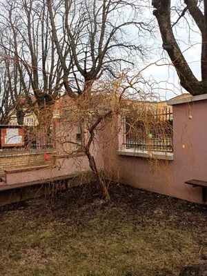 Vajíčkovník 2021, 10. 3. 2021