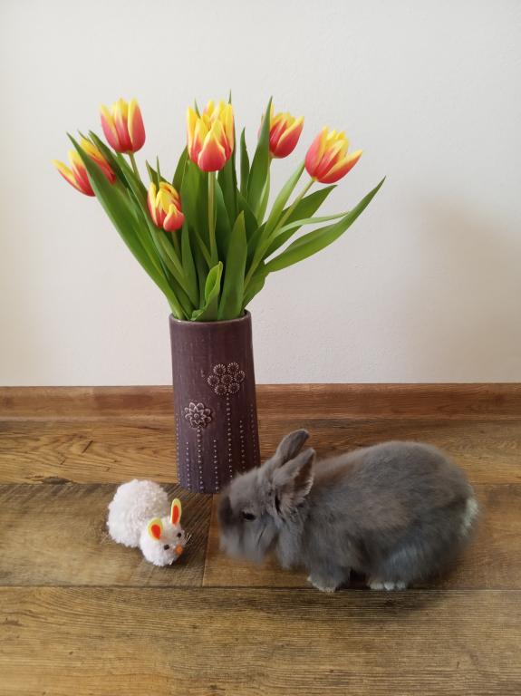 Výzva - Můj domácí mazlíček - Fotografie, 6. 4. 2021