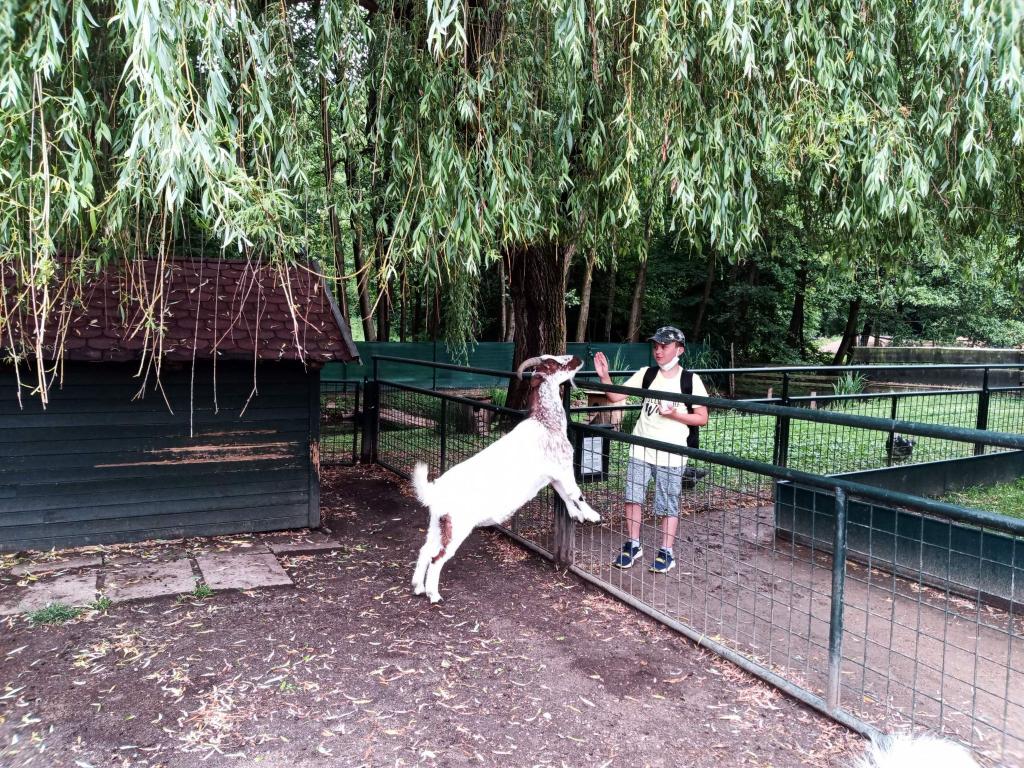 Školní výlet do zámku a zooparku v Častolovicích, 24. 6. 2021