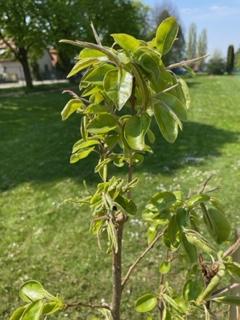Jaro na školní zahradě, 2. 5. 2022