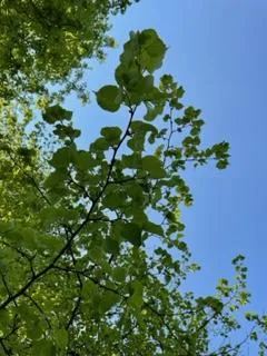 Jaro na školní zahradě, 2. 5. 2022