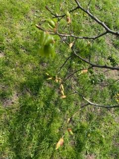 Jaro na školní zahradě, 2. 5. 2022