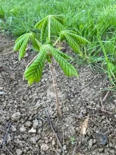 Jaro na školní zahradě, 2. 5. 2022