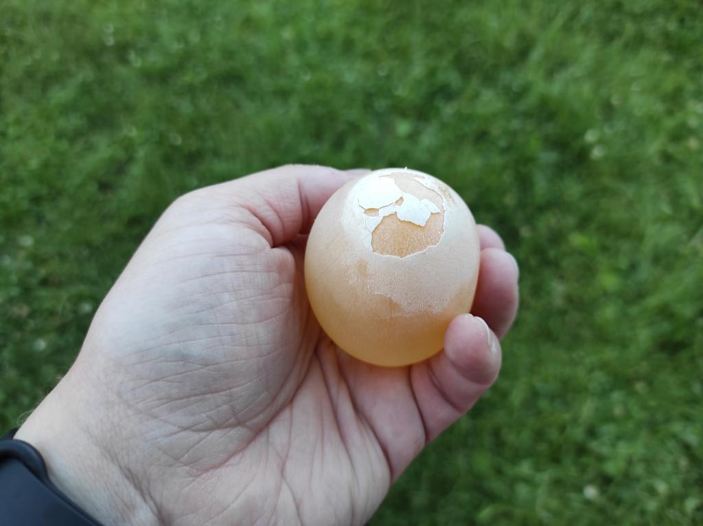 Pokus s vajíčky - jak zubní pasta ochrání naše zuby, 14. 6. 2022