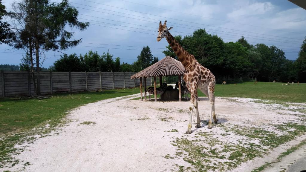 Školní výlet do ZOO Dvůr Králové, 20. 6. 2022