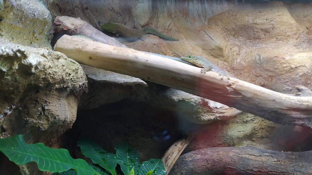 Školní výlet do ZOO Dvůr Králové, 20. 6. 2022