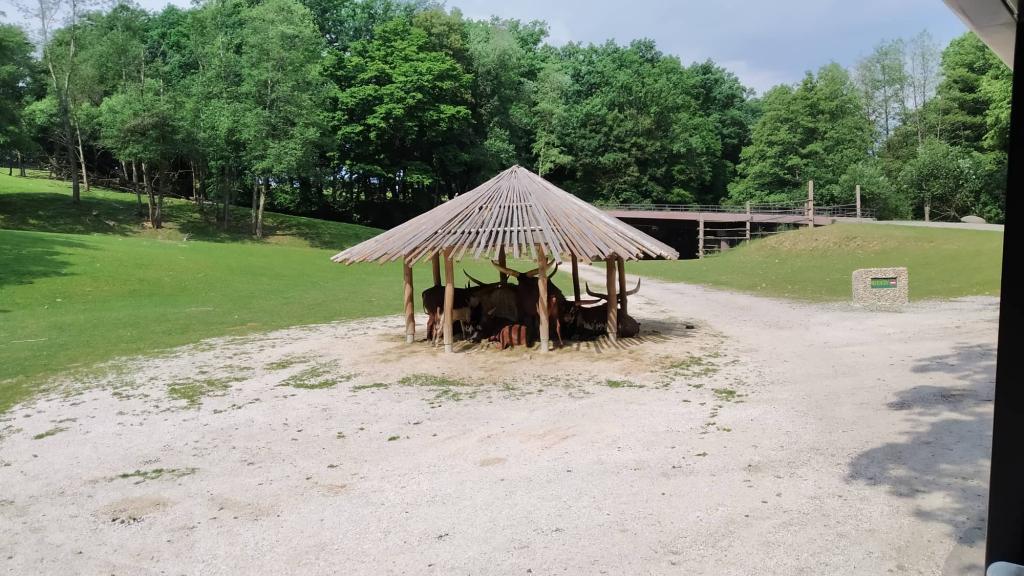 Školní výlet do ZOO Dvůr Králové, 20. 6. 2022