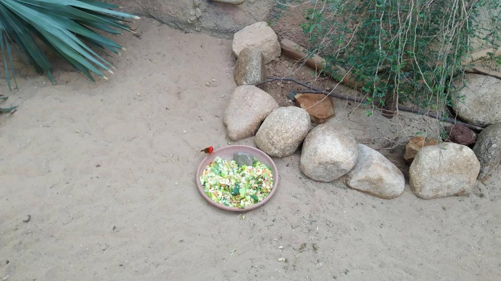 Školní výlet do ZOO Dvůr Králové, 20. 6. 2022