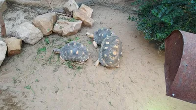 Školní výlet do ZOO Dvůr Králové, 20. 6. 2022