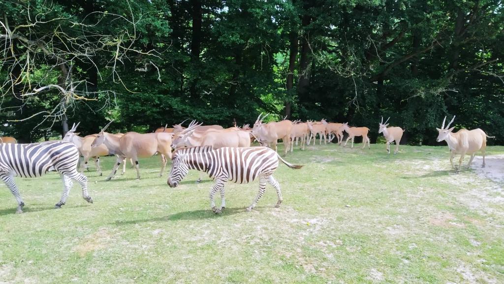 Školní výlet do ZOO Dvůr Králové, 20. 6. 2022