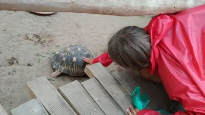 Školní výlet do ZOO Dvůr Králové, 20. 6. 2022