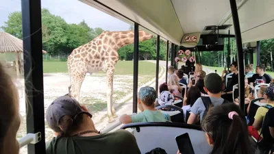 Školní výlet do ZOO Dvůr Králové, 20. 6. 2022