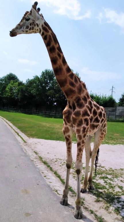 Školní výlet do ZOO Dvůr Králové, 20. 6. 2022