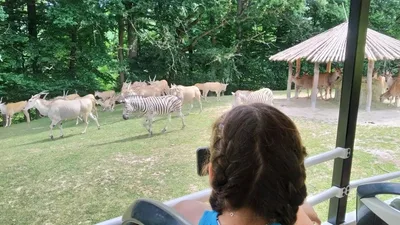 Školní výlet do ZOO Dvůr Králové, 20. 6. 2022