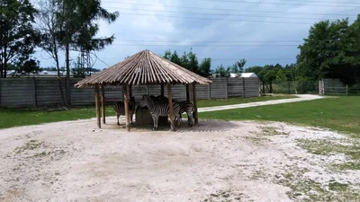 Školní výlet do ZOO Dvůr Králové, 20. 6. 2022