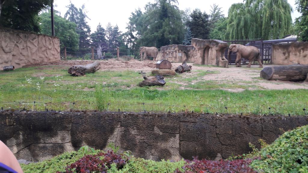 Školní výlet ZOO Dvůr Králové, 21. 6. 2022