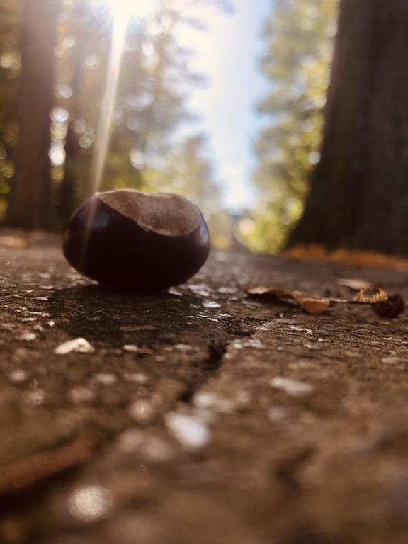 Náš svět: Zachyť podzimní přírodu svým fotoaparátem, 10. 10. 2022