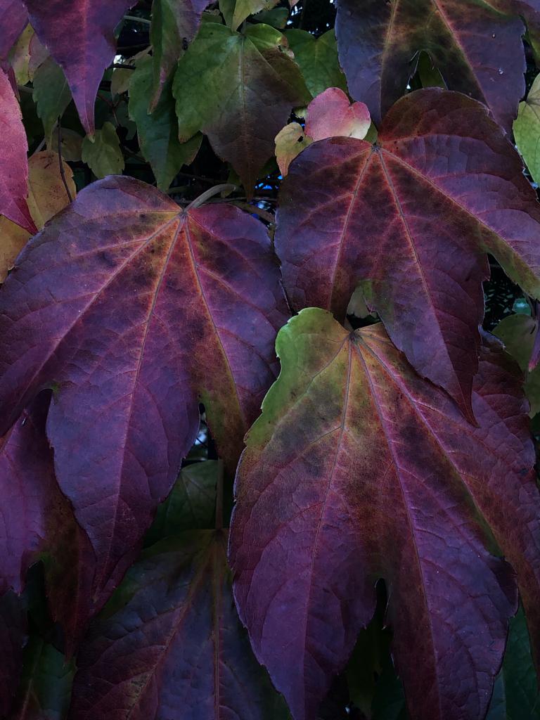Autumn leaves