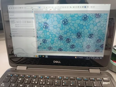 Moje první pozorování mikroskopem MŠ Osady Ležáků + 6. třída, 4. 1. 2023