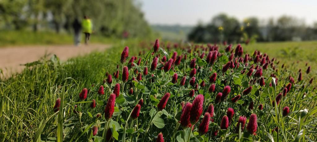 Badatelská výuka v přírodě, 25. 5. 2023