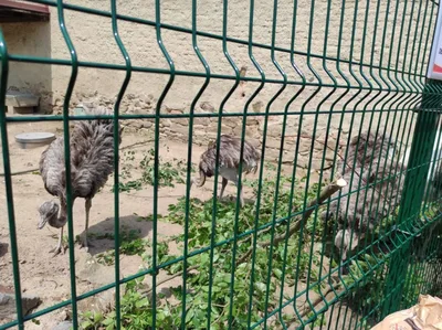Dinopark a ZOO park Vyškov - 2. třída, 3.AB, 22. 6. 2023