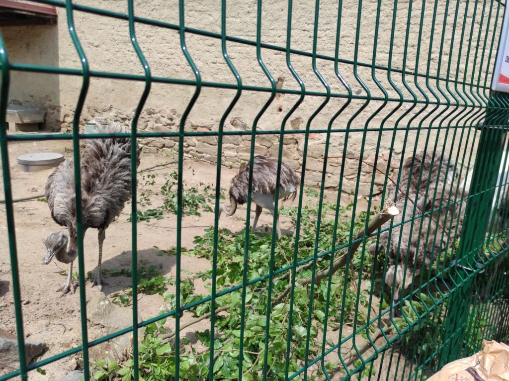 Dinopark a ZOO park Vyškov - 2. třída, 3.AB, 22. 6. 2023