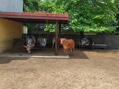 Dinopark a ZOO park Vyškov - 2. třída, 3.AB, 22. 6. 2023
