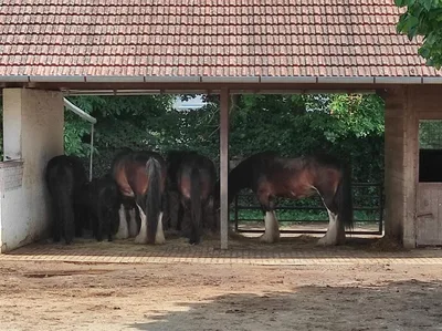 Dinopark a ZOO park Vyškov - 2. třída, 3.AB, 22. 6. 2023