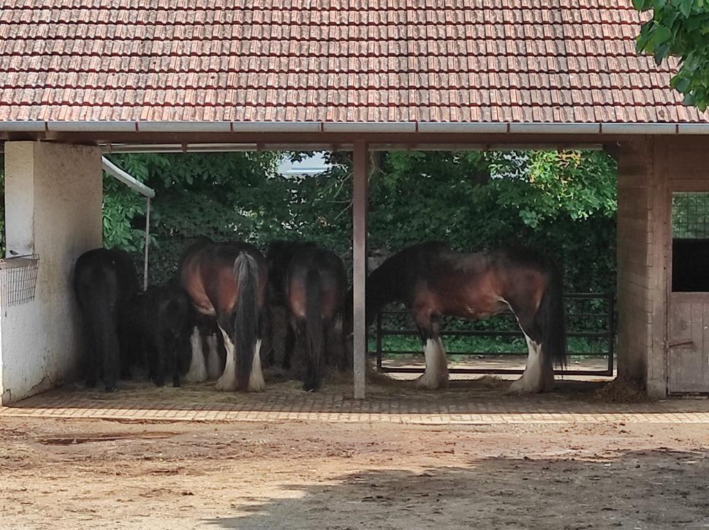 Dinopark a ZOO park Vyškov - 2. třída, 3.AB, 22. 6. 2023