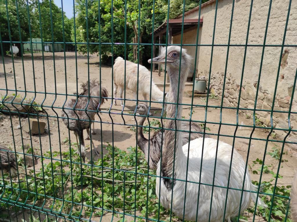 Dinopark a ZOO park Vyškov - 2. třída, 3.AB, 22. 6. 2023