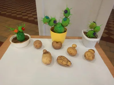 V hlavní roli brambory - výstupy projektového dne, 8. 9. 2023