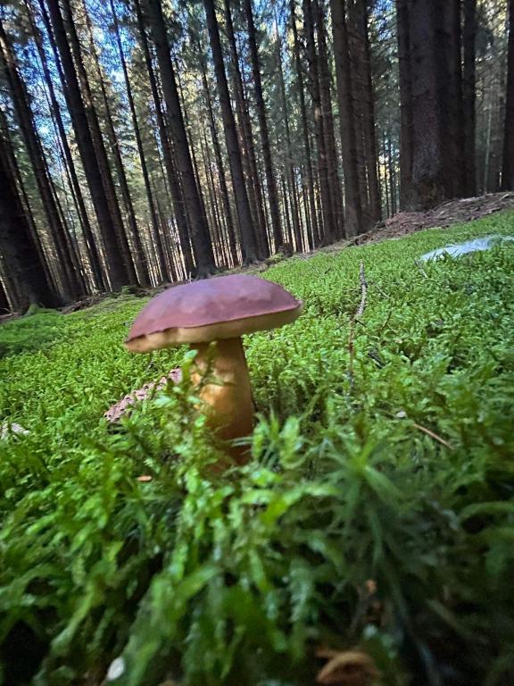 Digitální technologie - fotíme a natáčíme podzimní přírodu, 6. 11. 2023