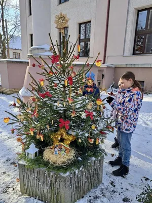 Vánoční zdobení školního truhlíku, 1. 12. 2023