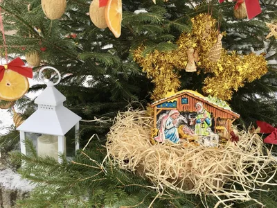 Vánoční zdobení školního truhlíku, 1. 12. 2023