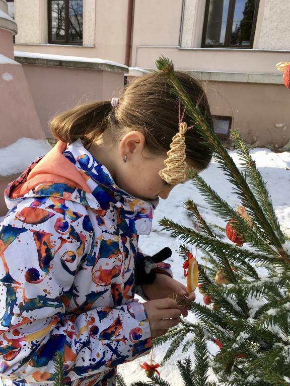 Vánoční zdobení školního truhlíku, 1. 12. 2023