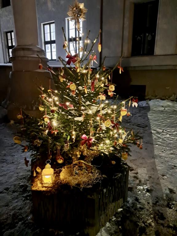 Vánoční zdobení školního truhlíku, 1. 12. 2023