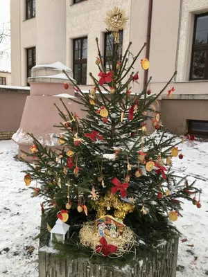 Vánoční zdobení školního truhlíku, 1. 12. 2023