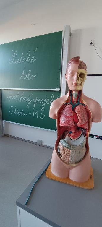 LIDSKÉ TĚLO: SPOLEČNÝ PROJEKT MATEŘSKÉ ŠKOLY A 5. TŘÍDY, 29. 1. 2024