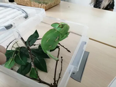 Projekt Máme rádi zvířata, 25. 3. 2024