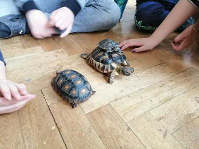 Projekt Máme rádi zvířata, 25. 3. 2024