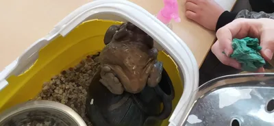 Projekt Máme rádi zvířata, 25. 3. 2024