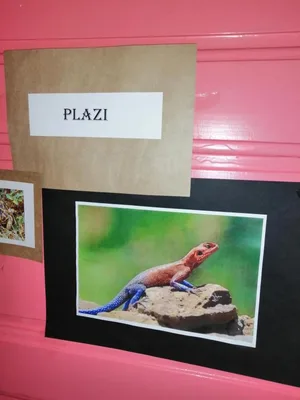 Projekt Máme rádi zvířata, 25. 3. 2024