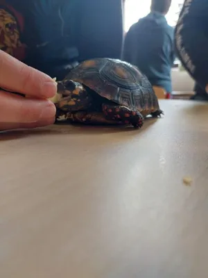 Projekt Máme rádi zvířata, 25. 3. 2024