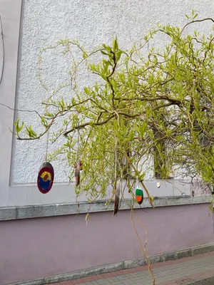 Vajíčkovník, 20. 3. 2024